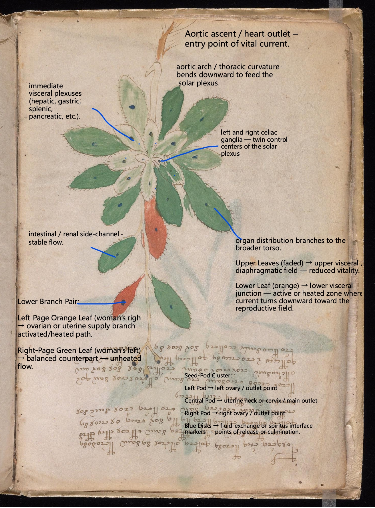 Labelled diagram of Folio 7v